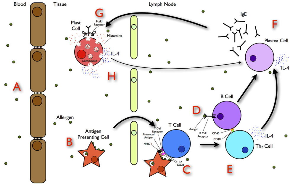 Do you have more than just Histamine Intolerance Take the Mast