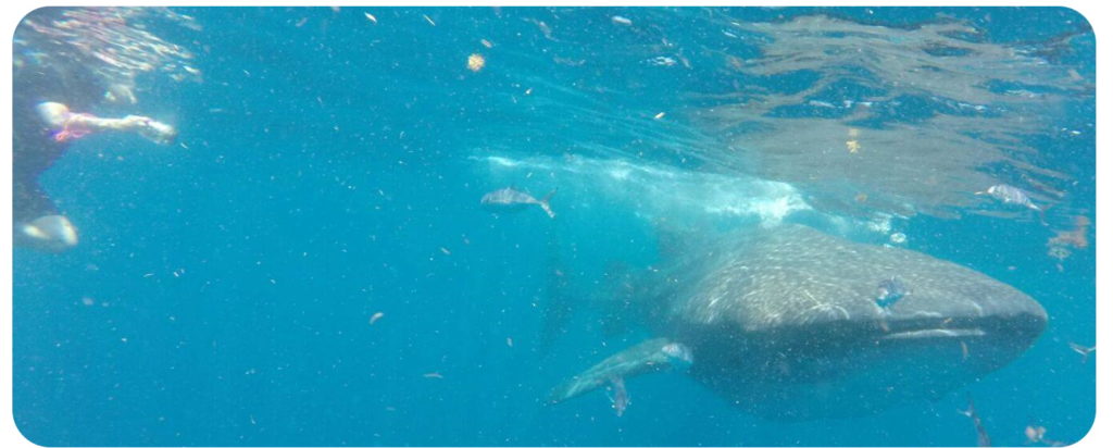 Whale Shark