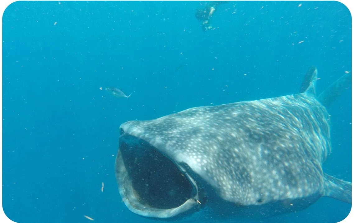 Image of a Whale Shark Beth O'Hara Mast Cell 360