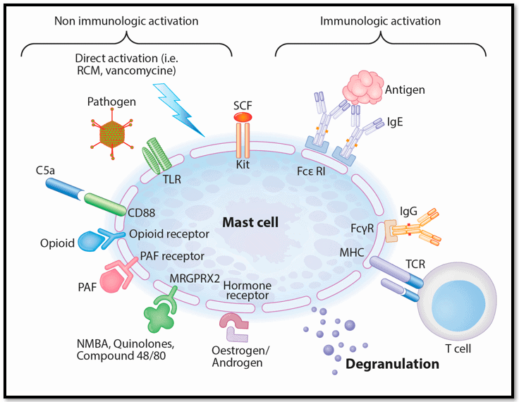 Mast Cell Receptors