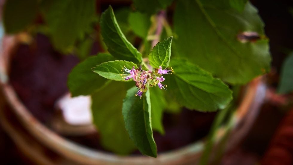 tulsi herb