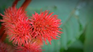 Castor Oil Plant and flower