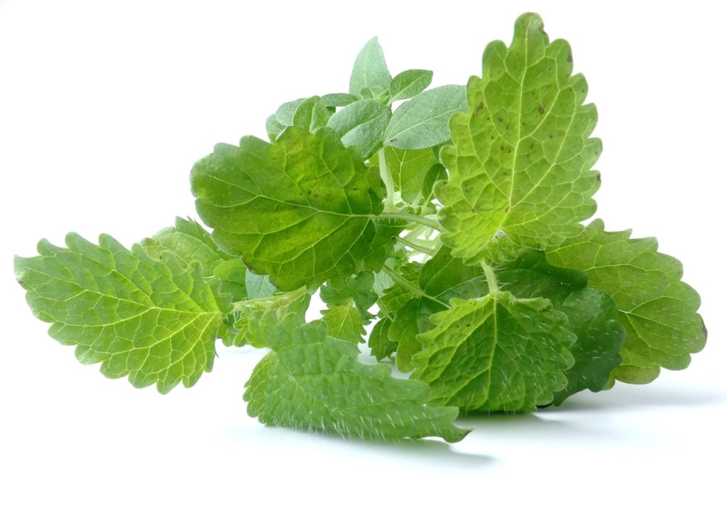 Lemon balm Mast Cell 360