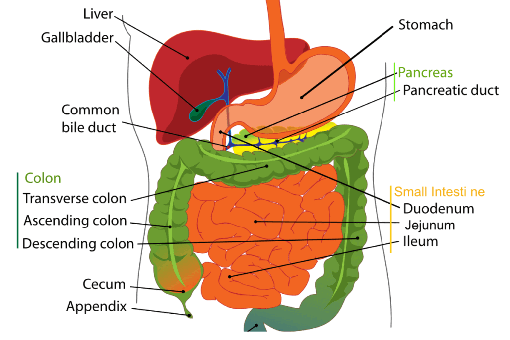 Liver Mast Cell 360