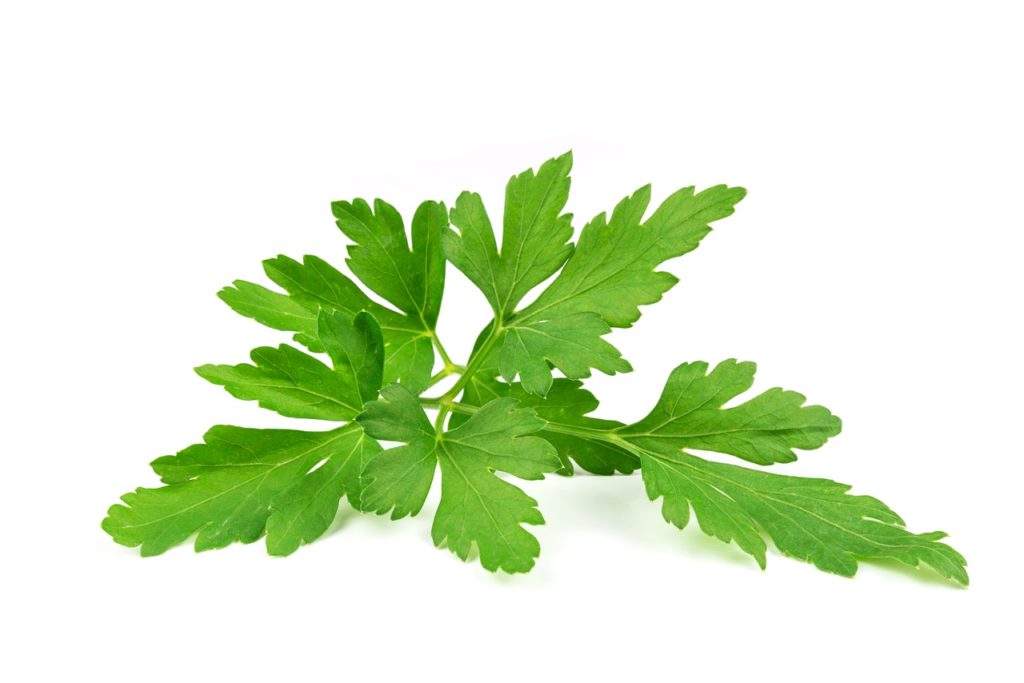 Flat Leaf Parsley Mast Cell 360