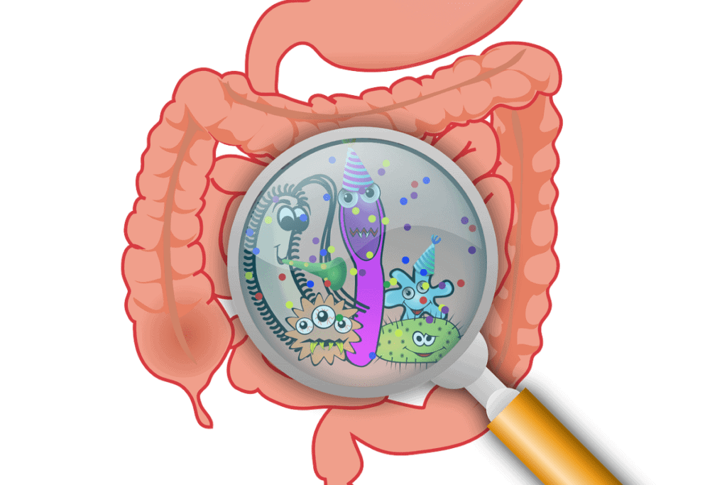 Gut Bacteria Mast Cell 360