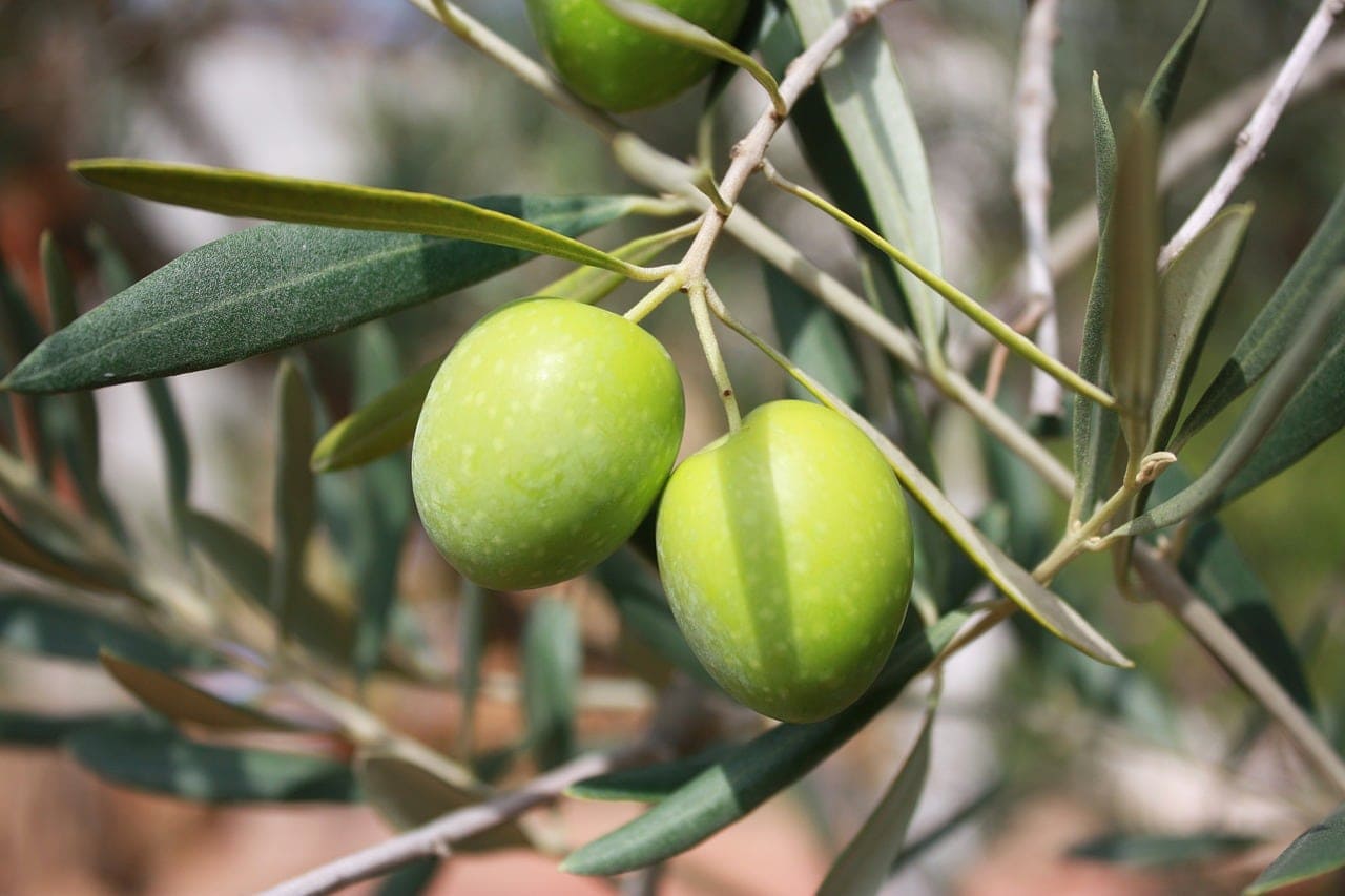 Olive Oil Avoiding the Frauds and Finding the Truth What to know