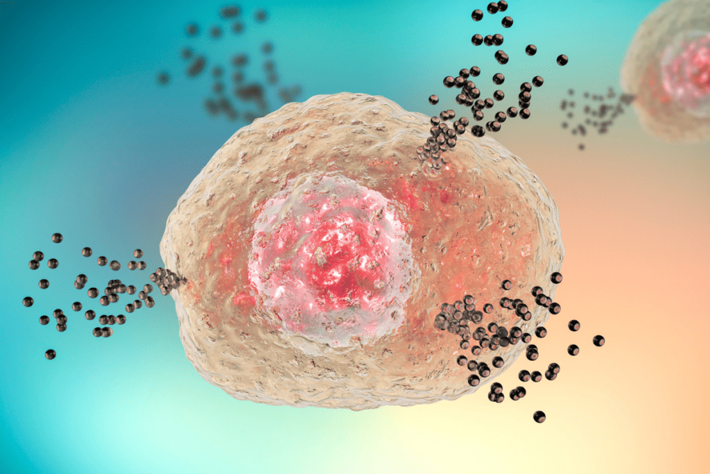 mast cell function