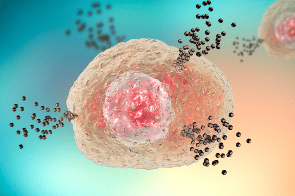 mast cell function