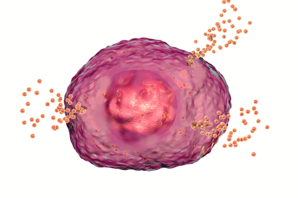 Mast Cell