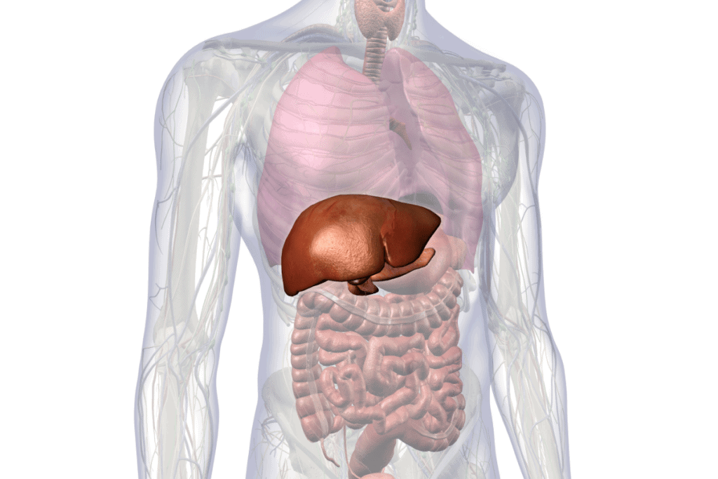 liver in the body