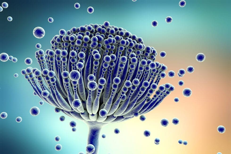 zoomed in mold spores
