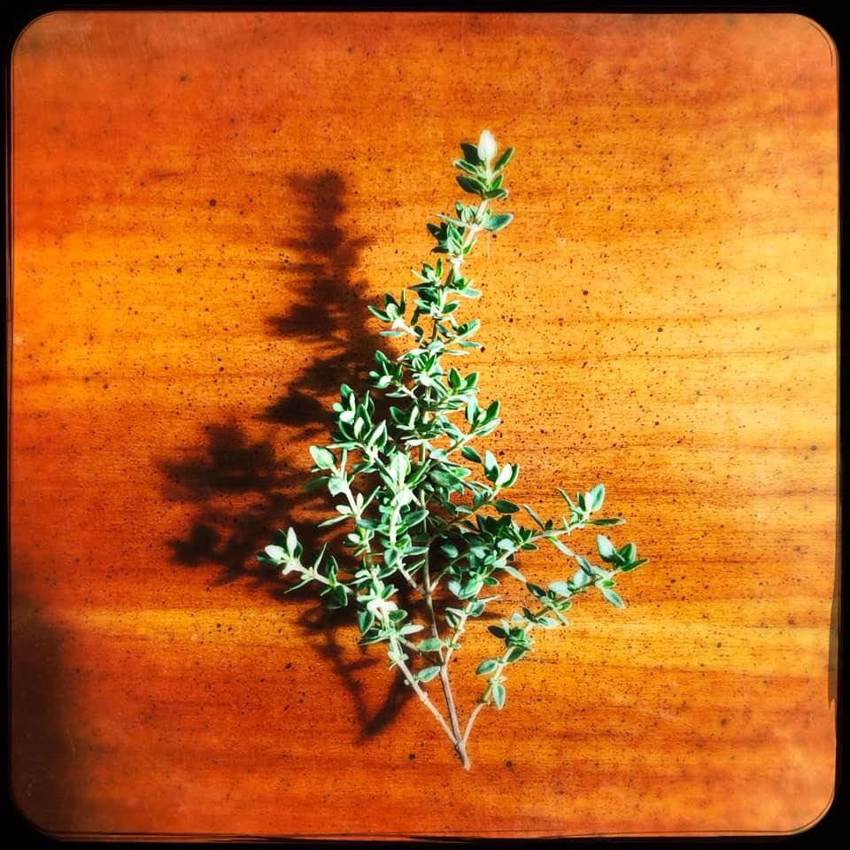 oregano