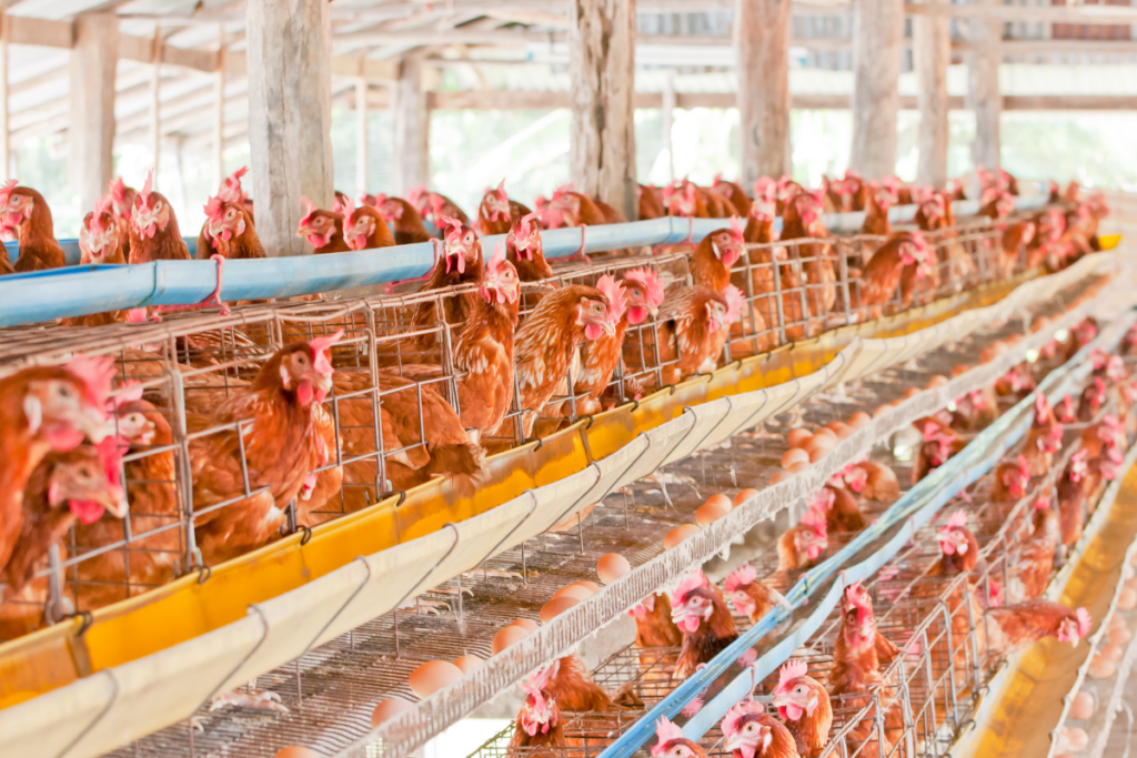 Chicken Farm