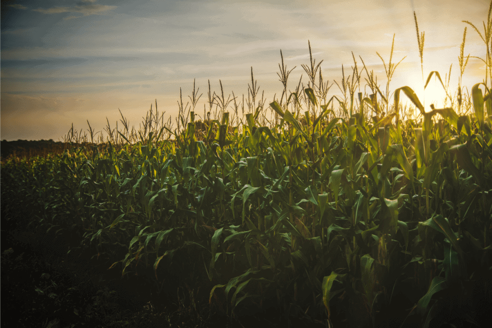 What to Know About Corn if You Have Mast Cell Activation Syndrome or