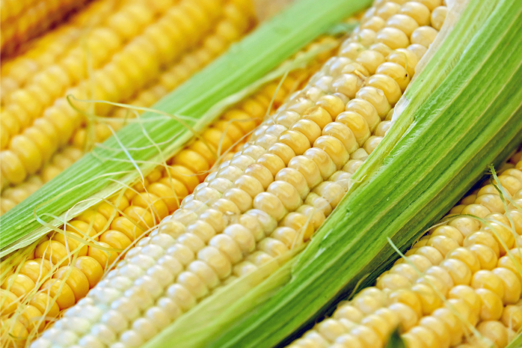 What to Know About Corn if you Have MCAS Mast Cell 360