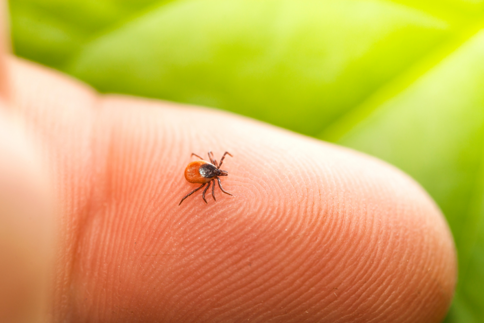 tick on finger