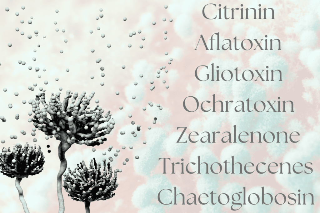 Mold and Mycotoxins
