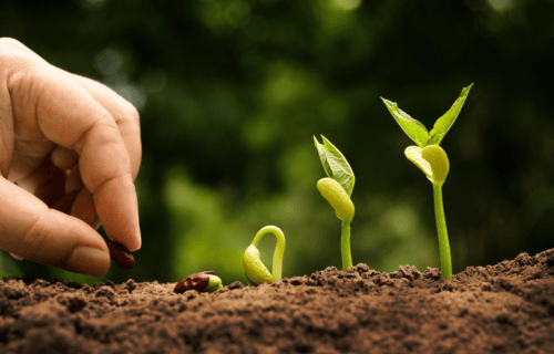 Mast Cell 360 Method - Seedlings