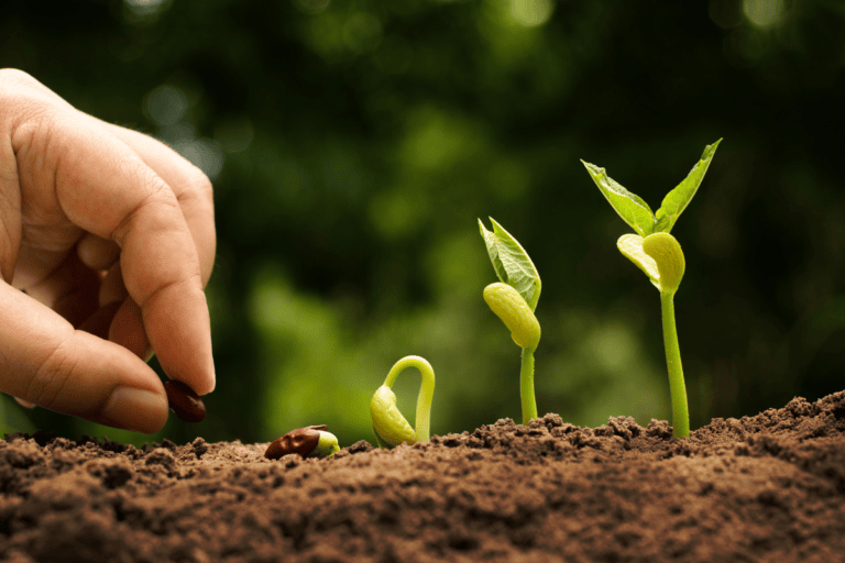 Mast Cell 360 Method - Seedlings